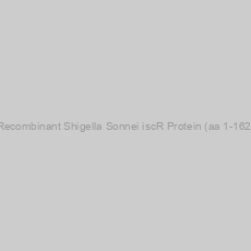 Image of Recombinant Shigella Sonnei iscR Protein (aa 1-162)